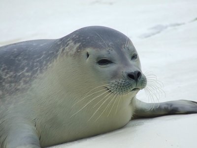 Omgeving Waddenzee (17).JPG