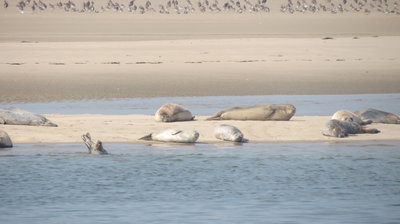 Boreas zeehonden 1.JPG