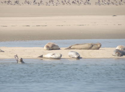 Erlebe das echte Wattenmeer-Gefühl: Trockenfallen, Wattwandern und Übernachten auf dem Watt – ein Wochenende, das du nie vergessen wirst! – Mit der Morgana