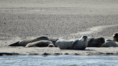 zeilschip vertrouwen zeehonden.JPG