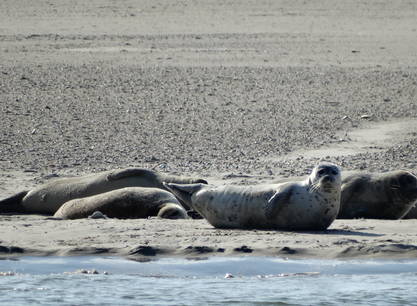 Adults only: Slow travel zeilreis op de Vertrouwen vanuit Harlingen (6 dagen)