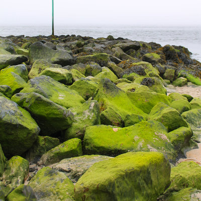 Zeedammetje onder Vlieland.JPG