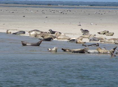 Weekend zeilen met de Zeemeeuw op de Waddenzee of het IJsselmeer vanuit Harlingen