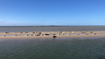 Poolster zeehonden op zandbank.jpeg