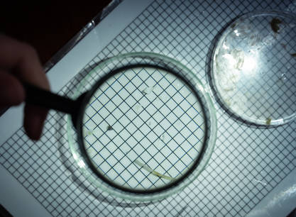 Segeln, entdecken und zu einer saubereren Wattensee beitrage, ein Wochenende an Bord der Morgana