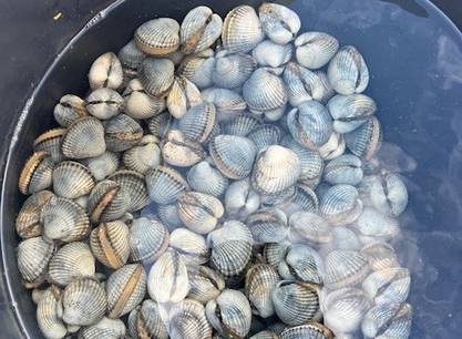Zeilen, koken & genieten – 8-daagse Wadden Zeil-Zwerftocht op de Boreas