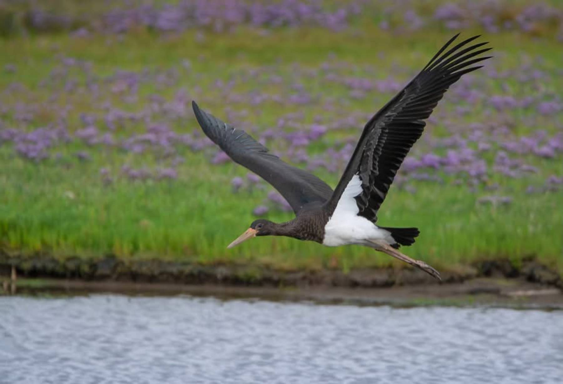 Wattenmeer-Vogelfestival Texel an Bord des Segelschiffs Grote Jager