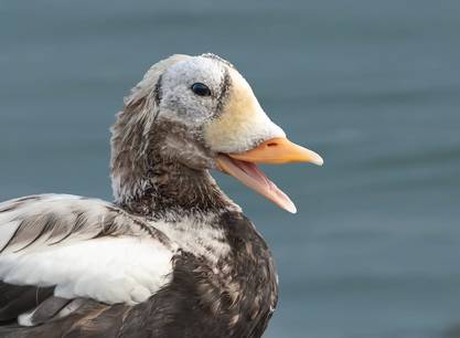 Wattenmeer-Vogelfestival Texel an Bord des Segelschiffs Grote Jager