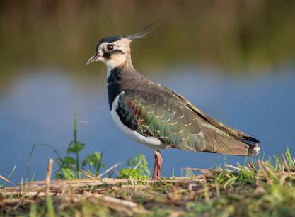 Wattenmeer-Vogelfestival Texel an Bord des Segelschiffs Grote Jager