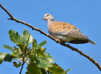 Wattenmeer-Vogelfestival Texel an Bord des Segelschiffs Grote Jager
