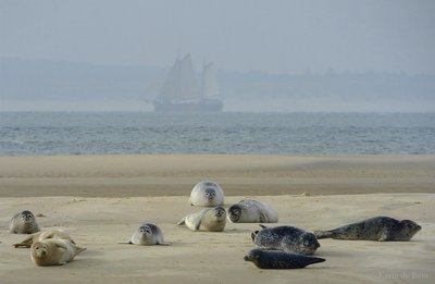 Vertrouwen Harlingen zeehonden