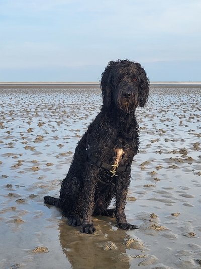 dobber hond.jpg