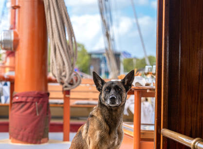 6 -Tägige Segelreise mit dem luxuriösen Plattbodenschiff Radboud (jede Kabine verfügt über eine eigene Dusche mit WC), noch ein Bett für Frau und zwei Betten für Mann verfügbar