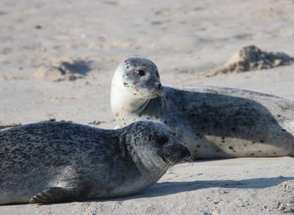 Erlebe das echte Wattenmeer-Gefühl: Segeln, Trockenfallen & Inselhopping (5 Tage), noch 1 Bett für Mann