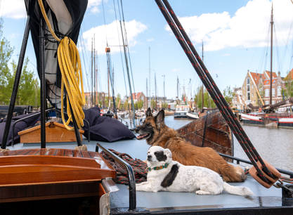 6-daagse Zeilreis aan boord van de Poolster op de Waddenzee – Ontdek het UNESCO Werelderfgoed